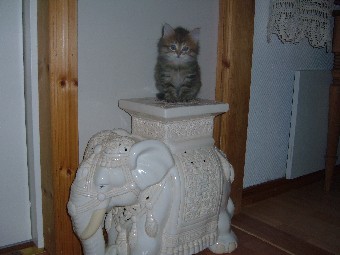 elefant fem veckor 011.jpg